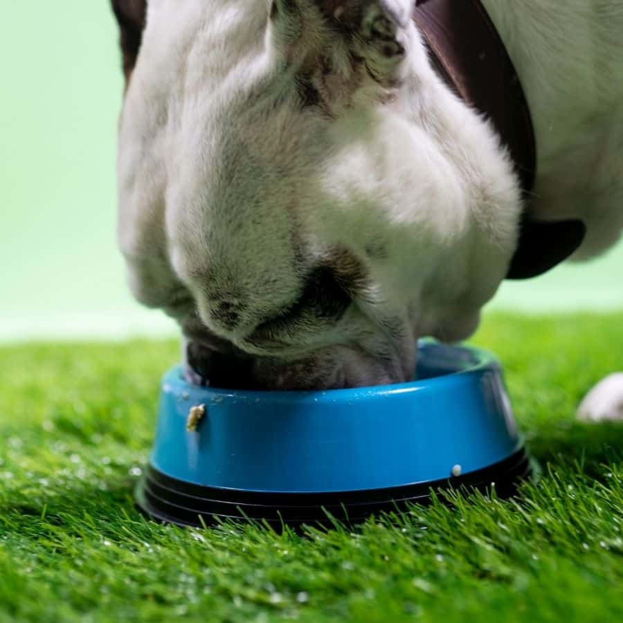 5 Ingredientes del mejor pienso para perros con problemas de piel