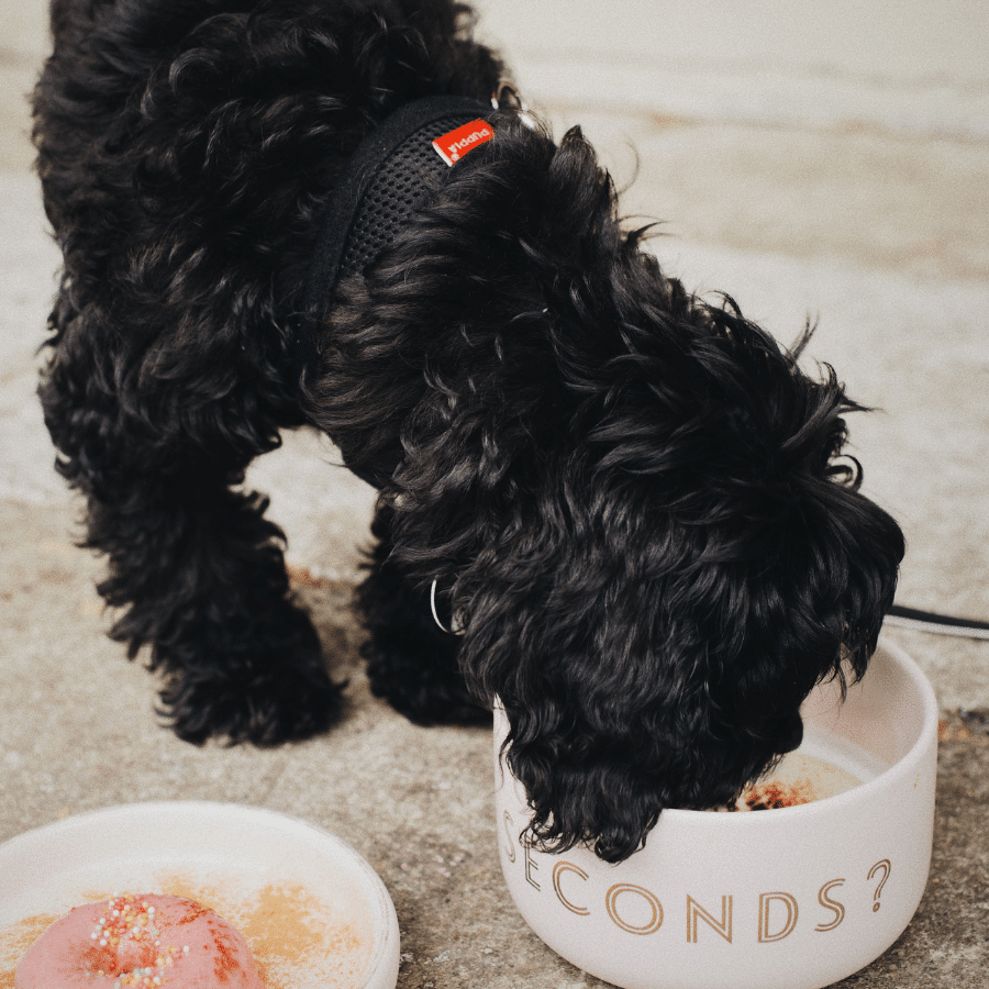 Cuál es el mejor pienso para perros con problemas de piel