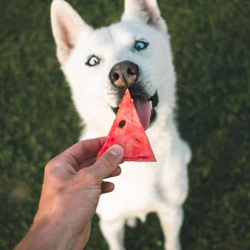 ¿Los perros pueden comer sandía?