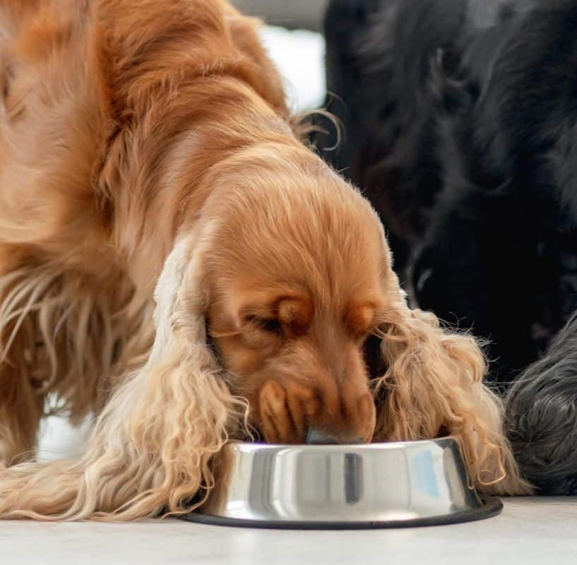Mi perro esconde comida: ¿por qué?
