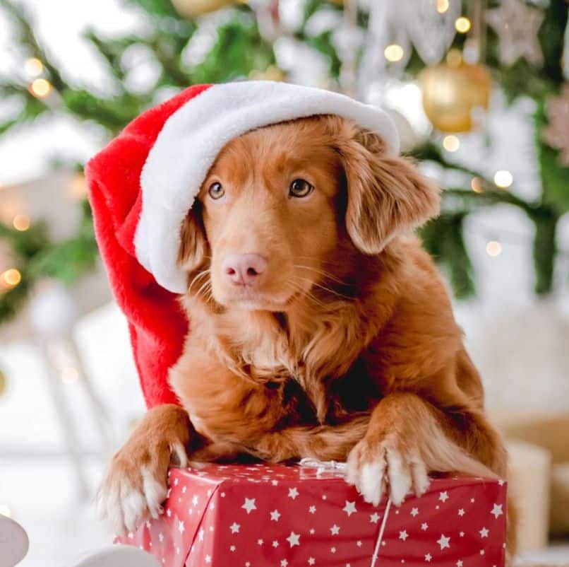 Plantas de Navidad tóxicas para perros