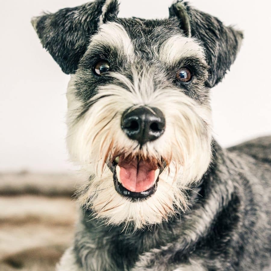 6 razas de perros que no den alergia