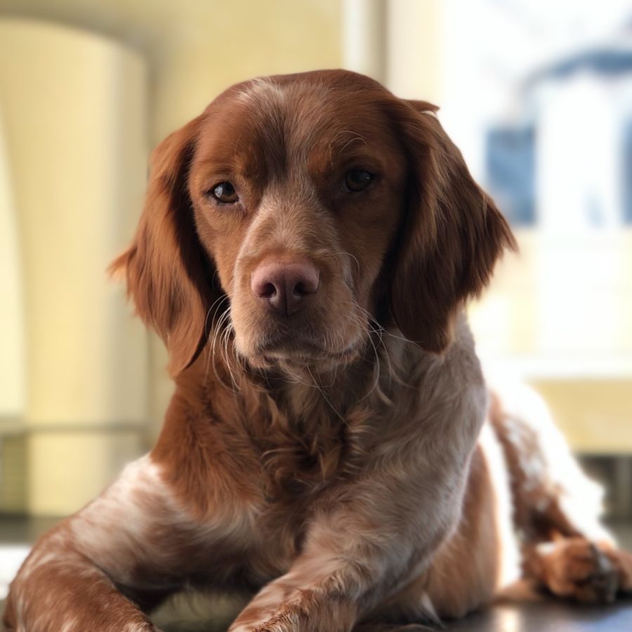 Carne cruda para perros, mitos y verdades