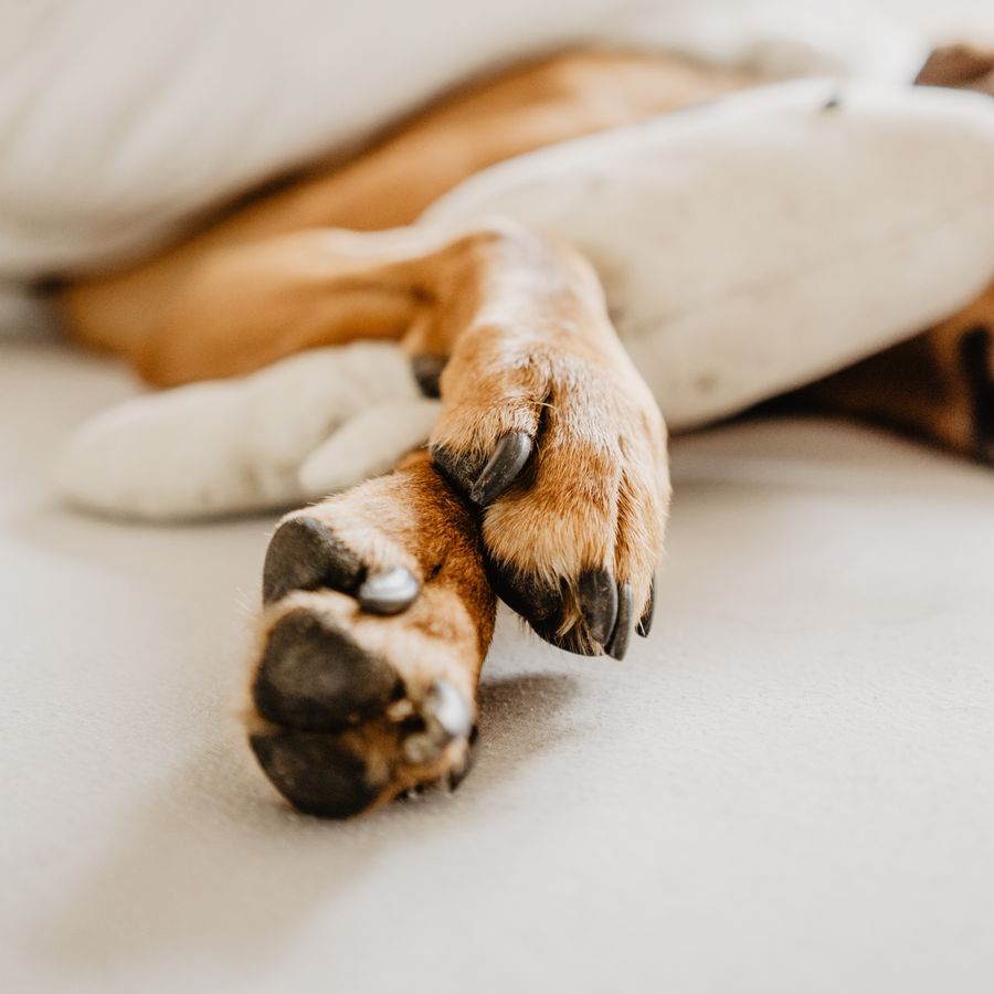 5 curiosidades sobre las patas de tu perro