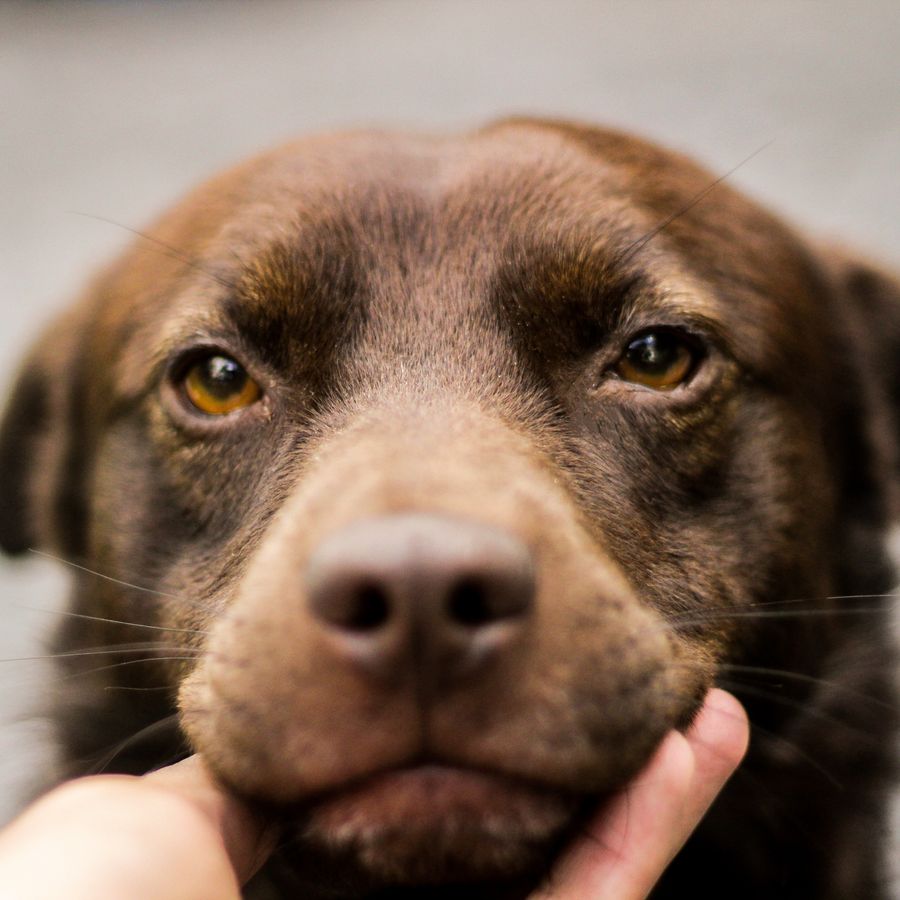 ¿Cómo educar a un perro sordo?