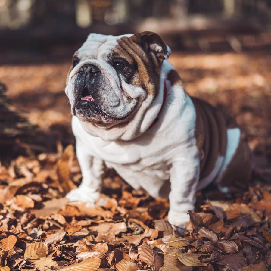 ¿Qué saber antes de adoptar un bulldog?
