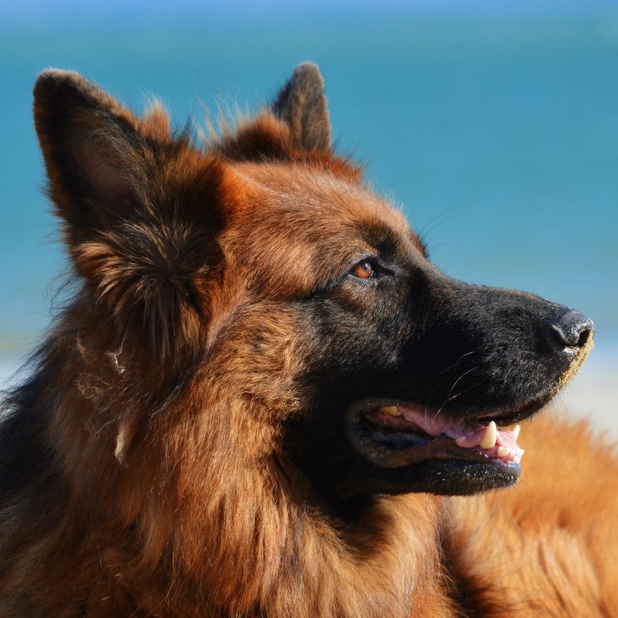 8 señales de cardiopatía en perros