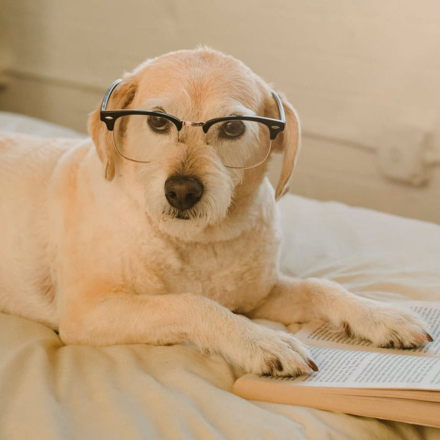 El Horóscopo de los perros: La personalidad de tu mascota según el Zodiaco