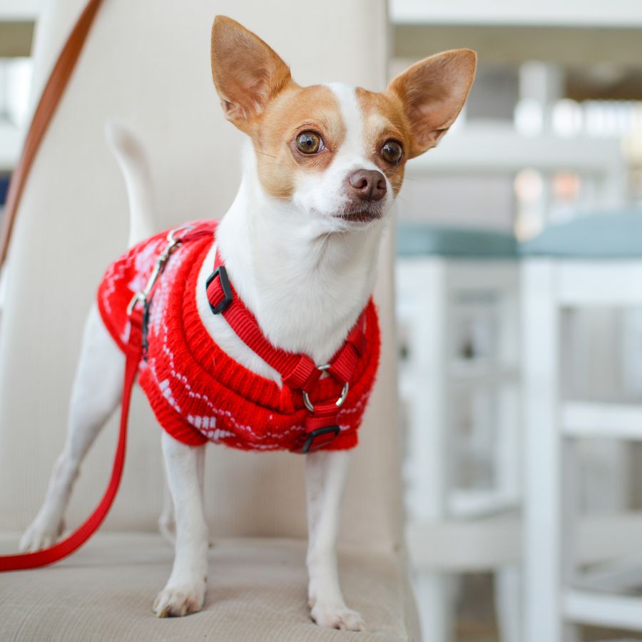 ¿Por qué tiembla mi Chihuahua?