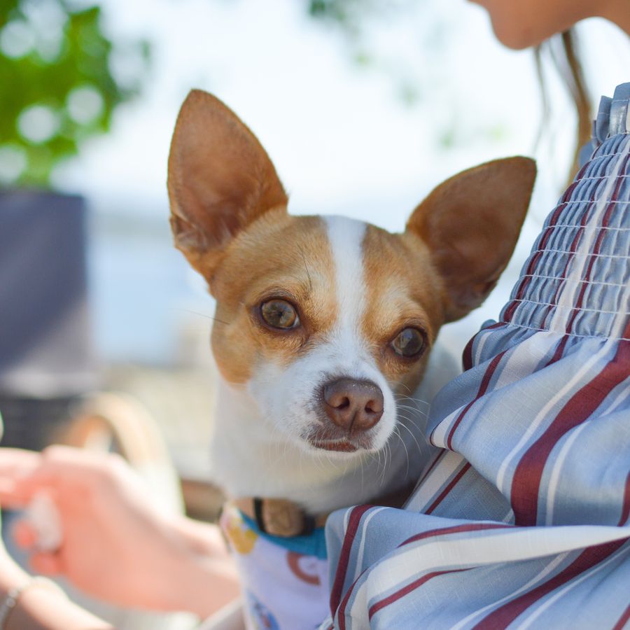 Desinfectar una herida de tu perro: qué productos puedes y no puedes usar