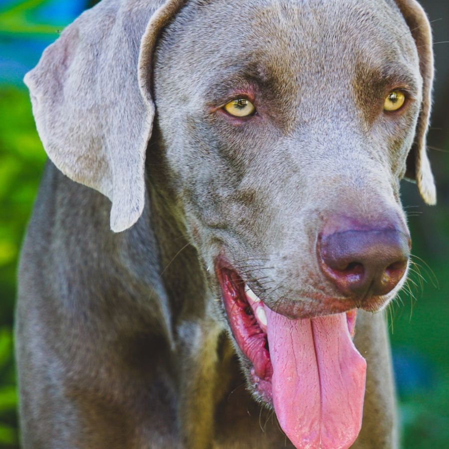Weimaraner: personalidad y niños