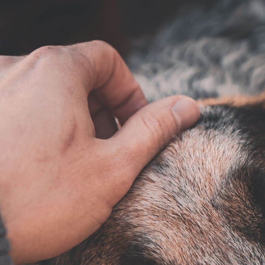 Conoce los tipos de granos en perros para saber cómo tratarlos