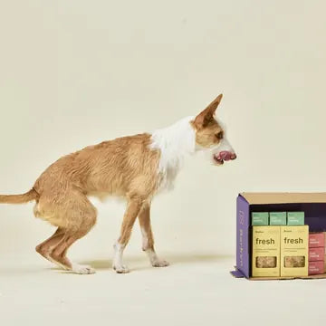 Un perro en movimiento junto a una caja Barkyn