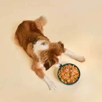 Un perro visto desde arriba junto al cuenco, con su condición física a la vista