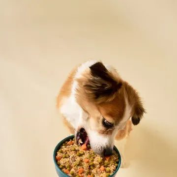 Un perro comiendo del cuenco que sostiene su dueña, la rutina de cada día