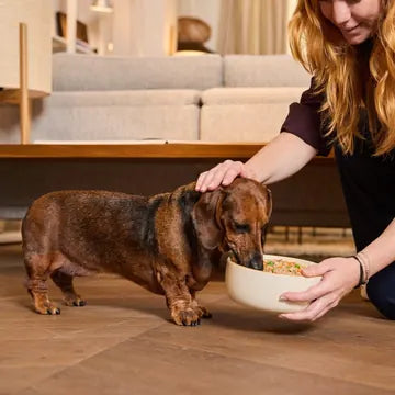 Una dueña dando el cuenco de comida fresca Barkyn a su perro, en casa