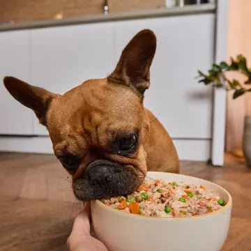 Un bulldog francés comiendo comida fresca Barkyn de un cuenco